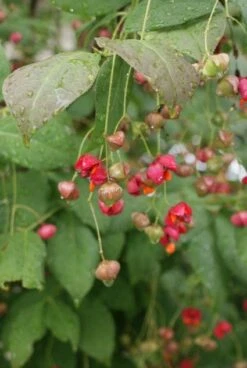 Kardinaalsmuts (Euonymus Planipes) -Aanbiedingen Groene Hekken Winkel 20110731134608 5