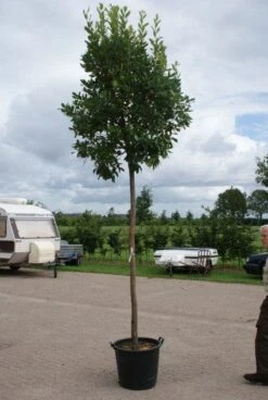 Aardbeiboom (Arbutus Unedo) -Aanbiedingen Groene Hekken Winkel 20110822171531 4