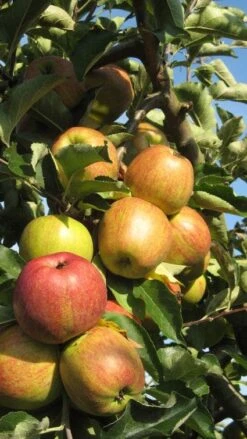 Appelboom (Malus Domestica ) 13 Appelboom (Malus Domestica ) -Aanbiedingen Groene Hekken Winkel 20110905151704 5