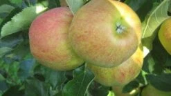 Lei-Appel (Malus Domestica 'Elstar')