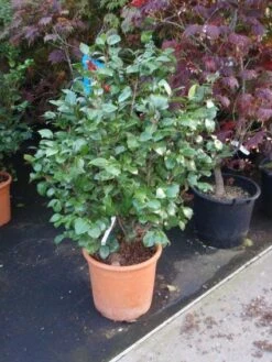 Camelia (Camellia, Wit) 13 Camelia (Camellia, Wit) -Aanbiedingen Groene Hekken Winkel 20110919164930 5