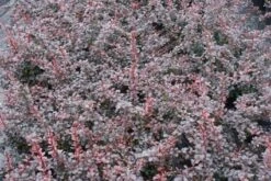 Nieuwe uitgaven -Aanbiedingen Groene Hekken Winkel 20111026150721 4