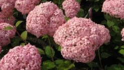 Hortensia (Hydrangea 'Pink Annabelle') -Aanbiedingen Groene Hekken Winkel 20111219093728 1