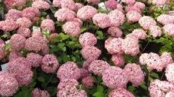 Hortensia (Hydrangea 'Pink Annabelle') -Aanbiedingen Groene Hekken Winkel 20111219093740 1