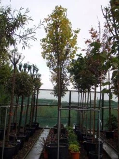 Judasboom (Cercis Siliquastrum) 14 Judasboom (Cercis Siliquastrum) -Aanbiedingen Groene Hekken Winkel 20120110164015 10