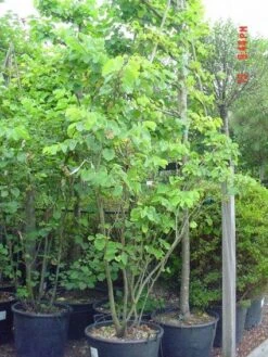 Judasboom Als Struik (Cercis Siliquastrum) -Aanbiedingen Groene Hekken Winkel 20120110165223 8