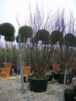 Judasboom Als Struik (Cercis Siliquastrum) -Aanbiedingen Groene Hekken Winkel 20120110165233 8 2