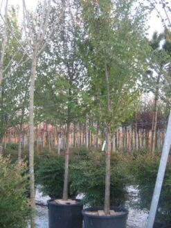 Katsoera Als Boom (Cercidiphyllum Japonicum) -Aanbiedingen Groene Hekken Winkel 20120110165822 7