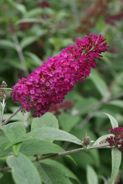 Vlinderstruik (Buddleja 'Miss Ruby') 3 Vlinderstruik (Buddleja 'Miss Ruby')