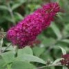 Vlinderstruik (Buddleja 'Miss Ruby') 1 Vlinderstruik (Buddleja 'Miss Ruby') -Aanbiedingen Groene Hekken Winkel 20120123135252 1