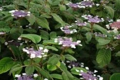 Fluweelhortensia (Hydrangea Aspera 'Sargentiana') 6 Fluweelhortensia (Hydrangea Aspera 'Sargentiana') -Aanbiedingen Groene Hekken Winkel 20120125142753 1