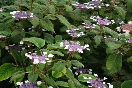 Fluweelhortensia (Hydrangea Aspera 'Sargentiana') 4 Fluweelhortensia (Hydrangea Aspera 'Sargentiana') - Afbeelding 2