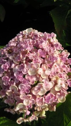Seringhortensia (Hydrangea Macrophylla 'Ayesha') -Aanbiedingen Groene Hekken Winkel 20120202134624 2