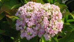 Seringhortensia (Hydrangea Macrophylla 'Ayesha') -Aanbiedingen Groene Hekken Winkel 20120202134706 2