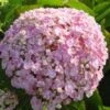 Seringhortensia (Hydrangea Macrophylla 'Ayesha') -Aanbiedingen Groene Hekken Winkel 20120202134725 2 3