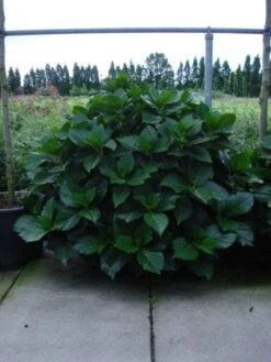 Seringhortensia (Hydrangea Macrophylla 'Ayesha') -Aanbiedingen Groene Hekken Winkel 20120202134812 2