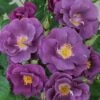 Roos (Rosa 'Rhapsody In Blue') -Aanbiedingen Groene Hekken Winkel 20120207104847 1 1