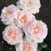 Grootbloemige Roos (Rosa 'A Whiter Shade Of Pale') -Aanbiedingen Groene Hekken Winkel 20120207112809 1