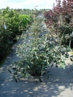 Sneeuwbal (Viburnum Bodnantense 'Dawn') -Aanbiedingen Groene Hekken Winkel 20120213095450 1