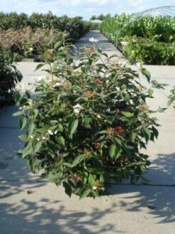 Sneeuwbal (Viburnum Plicatum 'Watanabe') -Aanbiedingen Groene Hekken Winkel 20120213095627 8