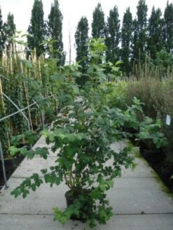 Sneeuwbal (Viburnum Opulus 'Roseum') -Aanbiedingen Groene Hekken Winkel 20120213095949 9