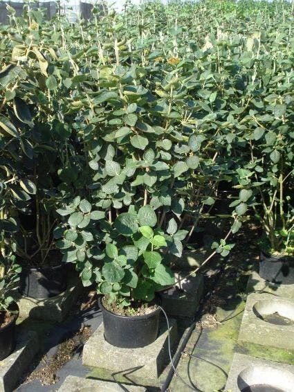 Wollige Sneeuwbal, Bosplantsoen (Viburnum Lantana) 3 Wollige Sneeuwbal, Bosplantsoen (Viburnum Lantana)