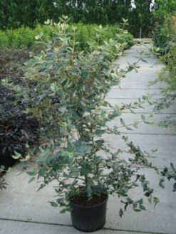 Sneeuwbal (Viburnum Burkwoodii) -Aanbiedingen Groene Hekken Winkel 20120213100608 14 2