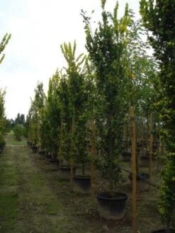 Goudiep (Ulmus Hollandica 'Wredei') -Aanbiedingen Groene Hekken Winkel 20120213100818 9