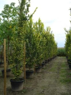 Goudiep (Ulmus Hollandica 'Wredei') -Aanbiedingen Groene Hekken Winkel 20120213100842 9 1