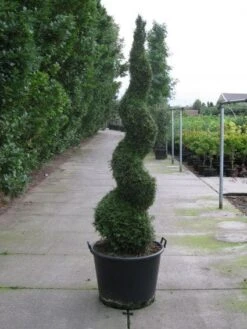 Aanbiedingen Groene Hekken Winkel 5 Conifeer Als Spiraal (Thuja Occidentalis 'Smaragd')