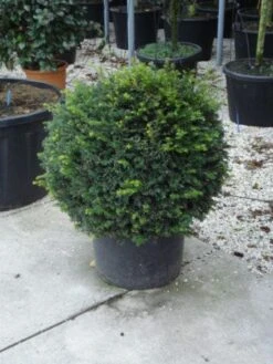 Taxusbol (Taxus Baccata) -Aanbiedingen Groene Hekken Winkel 20120213101948 16