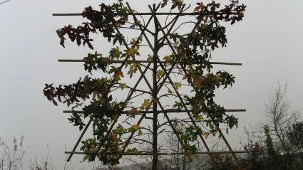 Amberboom Als Leiboom (Liquidambar Styraciflua) 6 Amberboom Als Leiboom (Liquidambar Styraciflua) - Afbeelding 4