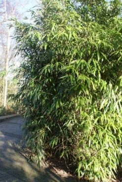 Bamboe (Phyllostachys Aurea) -Aanbiedingen Groene Hekken Winkel 20120213125900 13