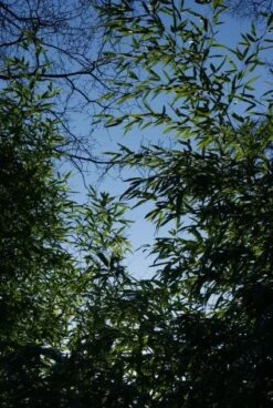 Bamboe (Phyllostachys Aurea) -Aanbiedingen Groene Hekken Winkel 20120213125929 13