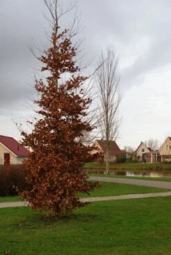 Beukenboom (Fagus Sylvatica) -Aanbiedingen Groene Hekken Winkel 20120213132201 16