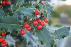 Gewone Hulst (Ilex Aquifolium) -Aanbiedingen Groene Hekken Winkel 20120213133607 12 2