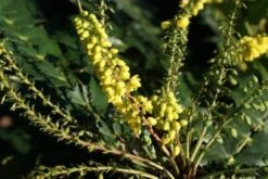 Mahoniestruik (Mahonia Media 'Winter Sun') 11 Mahoniestruik (Mahonia Media 'Winter Sun') -Aanbiedingen Groene Hekken Winkel 20120213142211 11