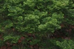 Dwergcypres (Chamaecyparis Obtusa 'Nana Gracilis') 9 Dwergcypres (Chamaecyparis Obtusa 'Nana Gracilis') -Aanbiedingen Groene Hekken Winkel 20120213143635 5