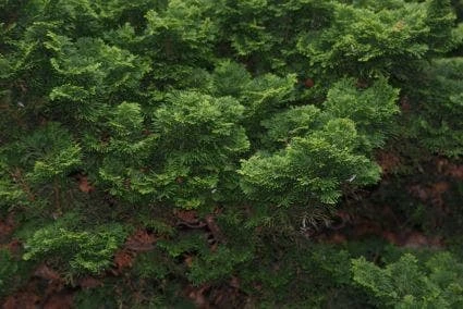 Dwergcypres (Chamaecyparis Obtusa 'Nana Gracilis') 4 Dwergcypres (Chamaecyparis Obtusa 'Nana Gracilis') - Afbeelding 2