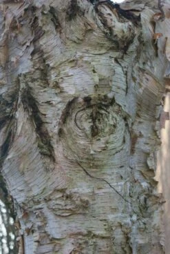 Ruwe Berk (Betula Pendula) -Aanbiedingen Groene Hekken Winkel 20120213144025 17