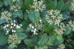 Groenblijvende Sneeuwbal (Viburnum Tinus 'Eve Price') -Aanbiedingen Groene Hekken Winkel 20120213144628 50 10 1