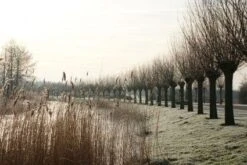 Knotwilg (Salix Alba) -Aanbiedingen Groene Hekken Winkel 20120213152215 13 1