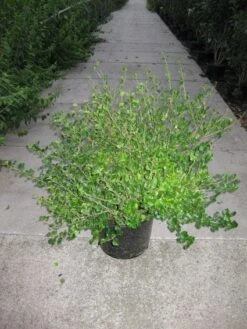 Dwerg Sering (Syringa Meyeri 'Palibin') -Aanbiedingen Groene Hekken Winkel 20120213153136 6 1