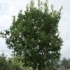 Aardbeiboom (Arbutus Unedo) -Aanbiedingen Groene Hekken Winkel 20120213154447 4