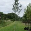 Witte Berk (Betula Utilis 'Doorenbos') -Aanbiedingen Groene Hekken Winkel 20120213154617 14 1