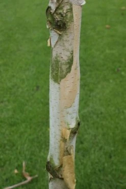 Witte Berk (Betula Utilis 'Doorenbos') -Aanbiedingen Groene Hekken Winkel 20120213154705 14 1
