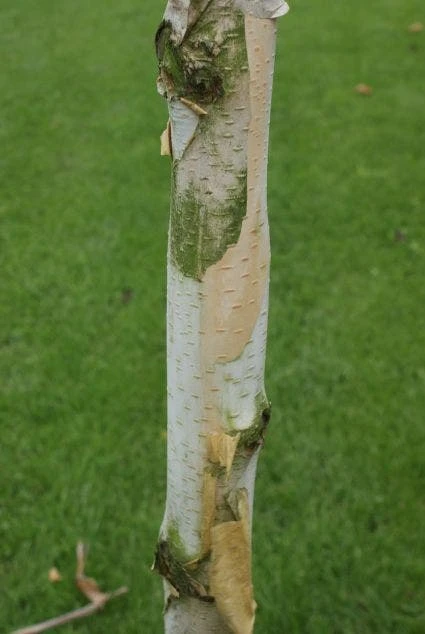 Witte Berk (Betula Utilis 'Doorenbos') 5 Witte Berk (Betula Utilis 'Doorenbos') - Afbeelding 3