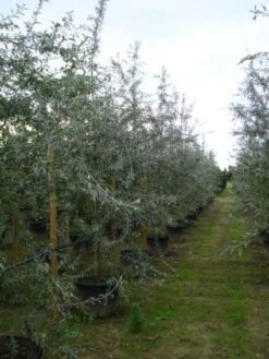 Sierpeer Als Struik (Pyrus Salicifolia 'Pendula') -Aanbiedingen Groene Hekken Winkel 20120213155559 6 1
