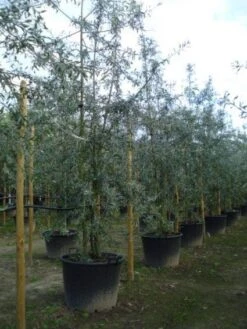 Sierpeer Als Struik (Pyrus Salicifolia 'Pendula') -Aanbiedingen Groene Hekken Winkel 20120213155637 6 1