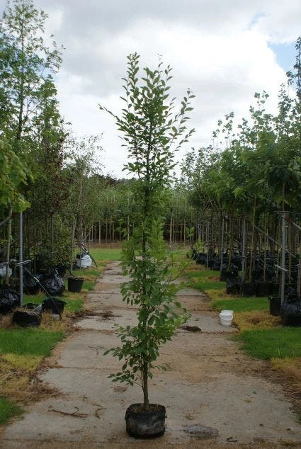 Haagbeuk (Carpinus Betulus 'Fastigiata') 6 Haagbeuk (Carpinus Betulus 'Fastigiata') - Afbeelding 4